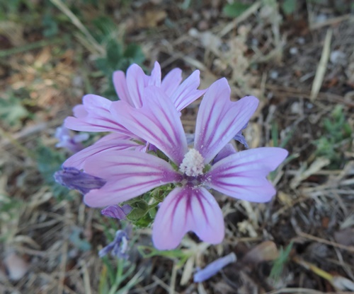 nel mio giardino - Malva sylvestris